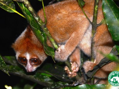 Slow loris